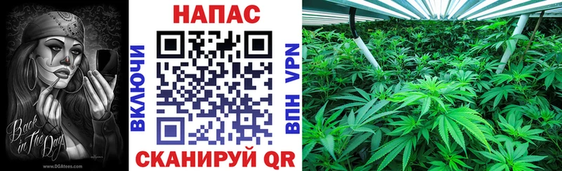 Конопля White Widow  купить наркотики сайты  Новоузенск 